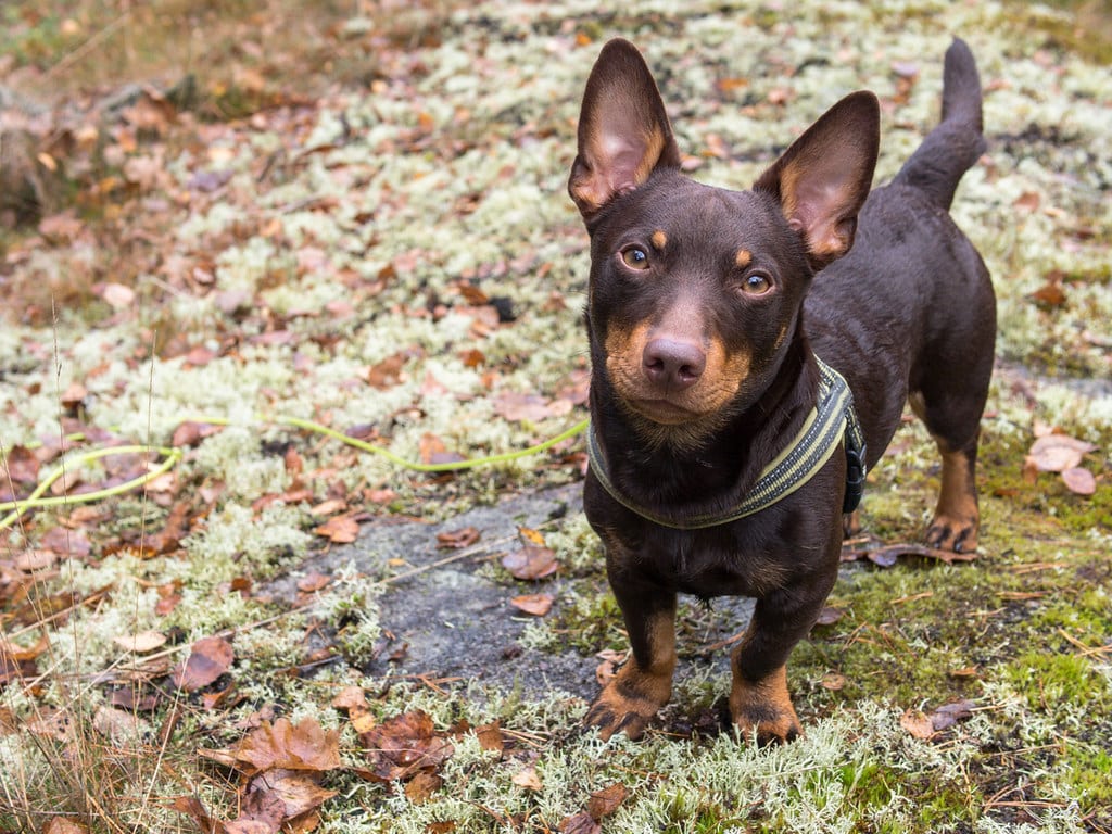 Lancashire Heeler