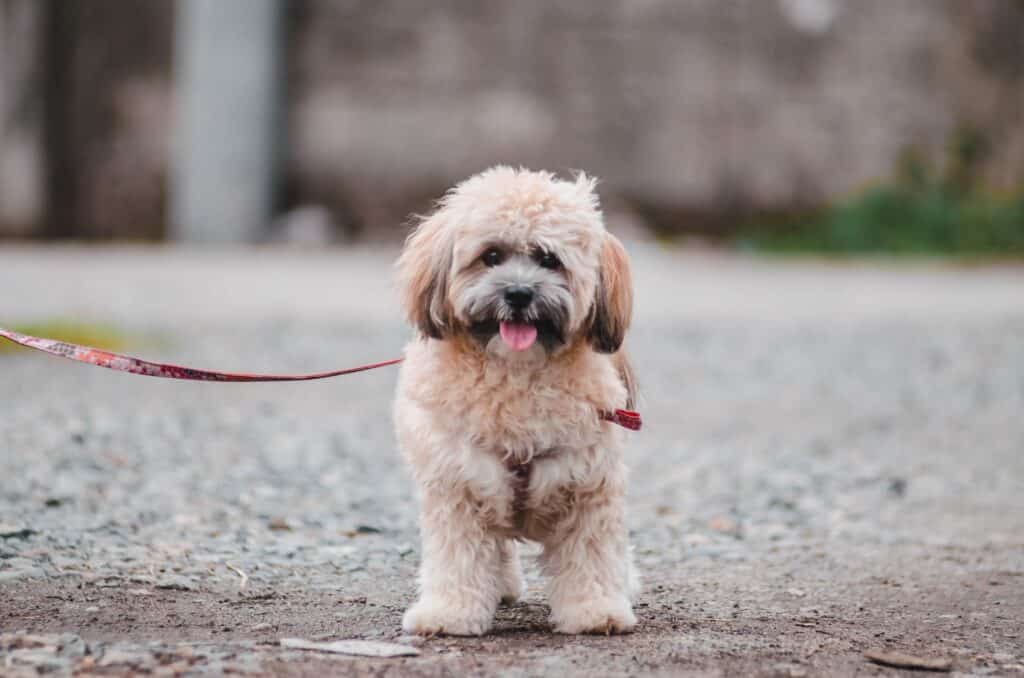 Lhasa Apso