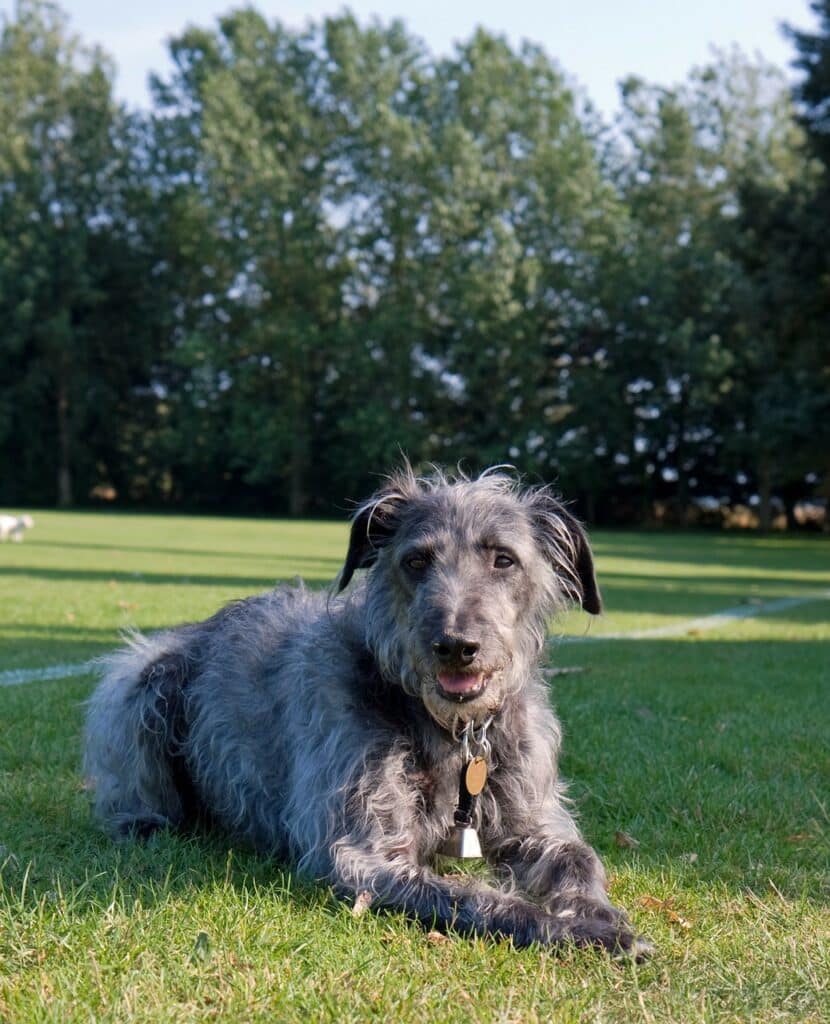 Lurcher Dit moet je weten Alles over honden
