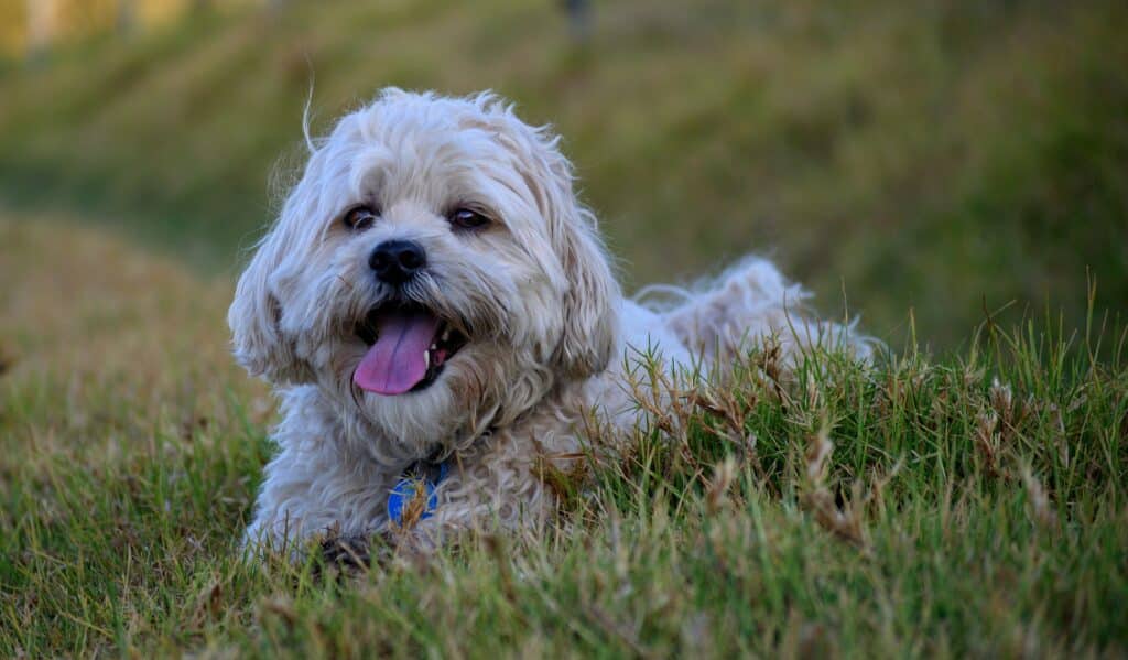 Maltese Shih Tzu