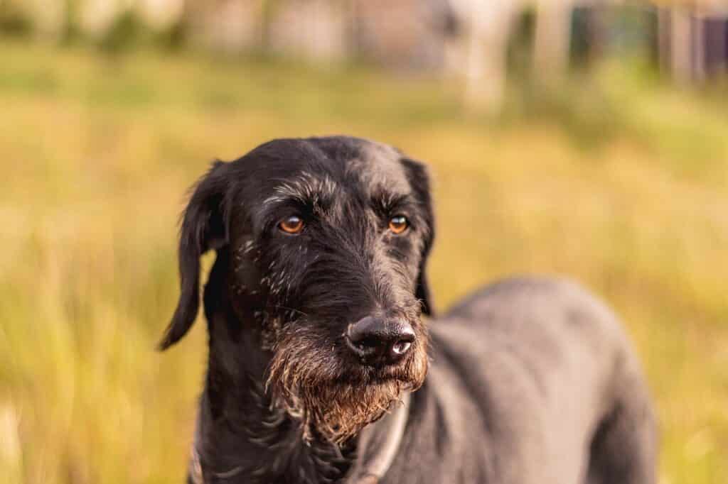 Schnauzer