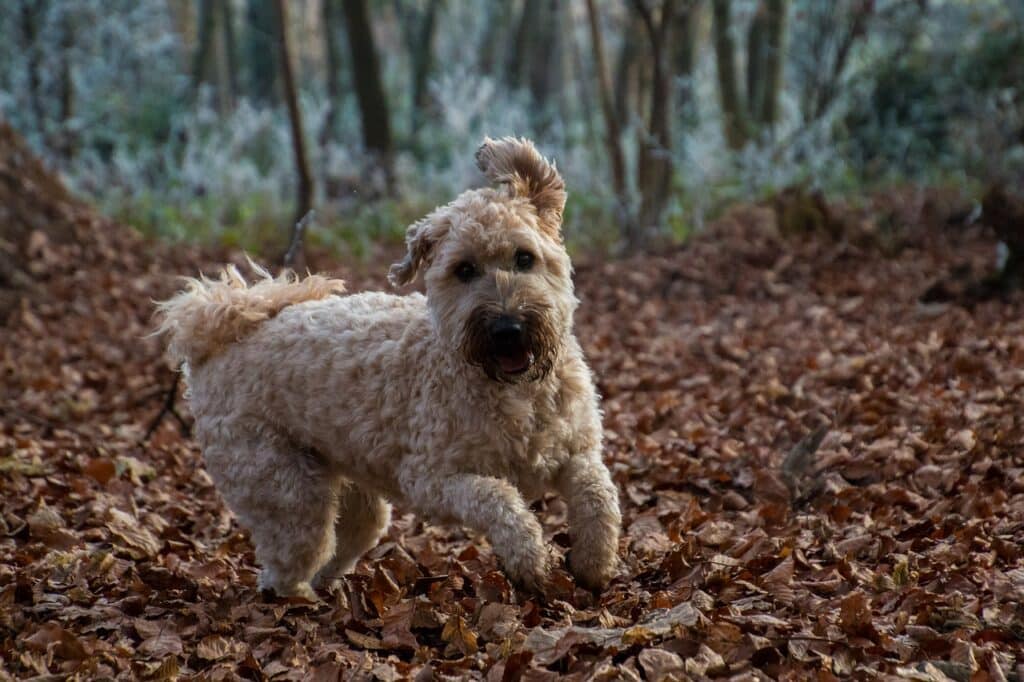 Soft Coated Wheaten Terrier