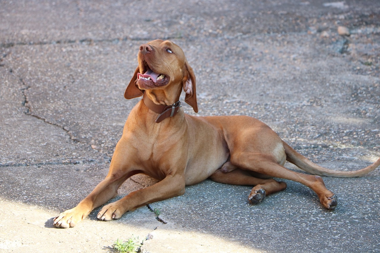 Vizsla hondenras