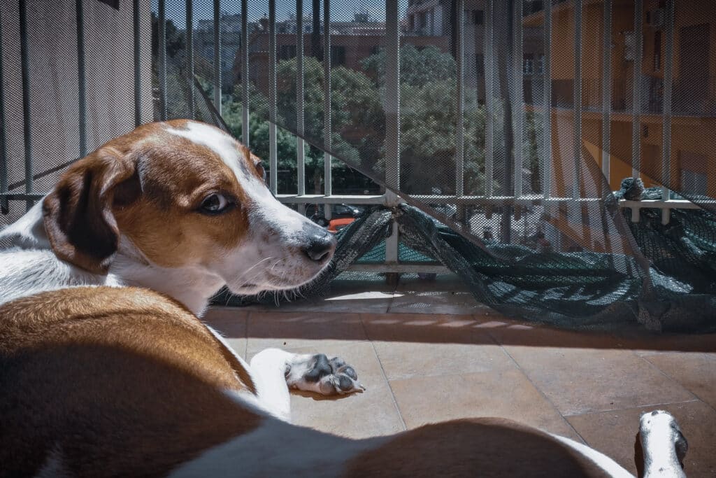 amerikaans engelse coonhound