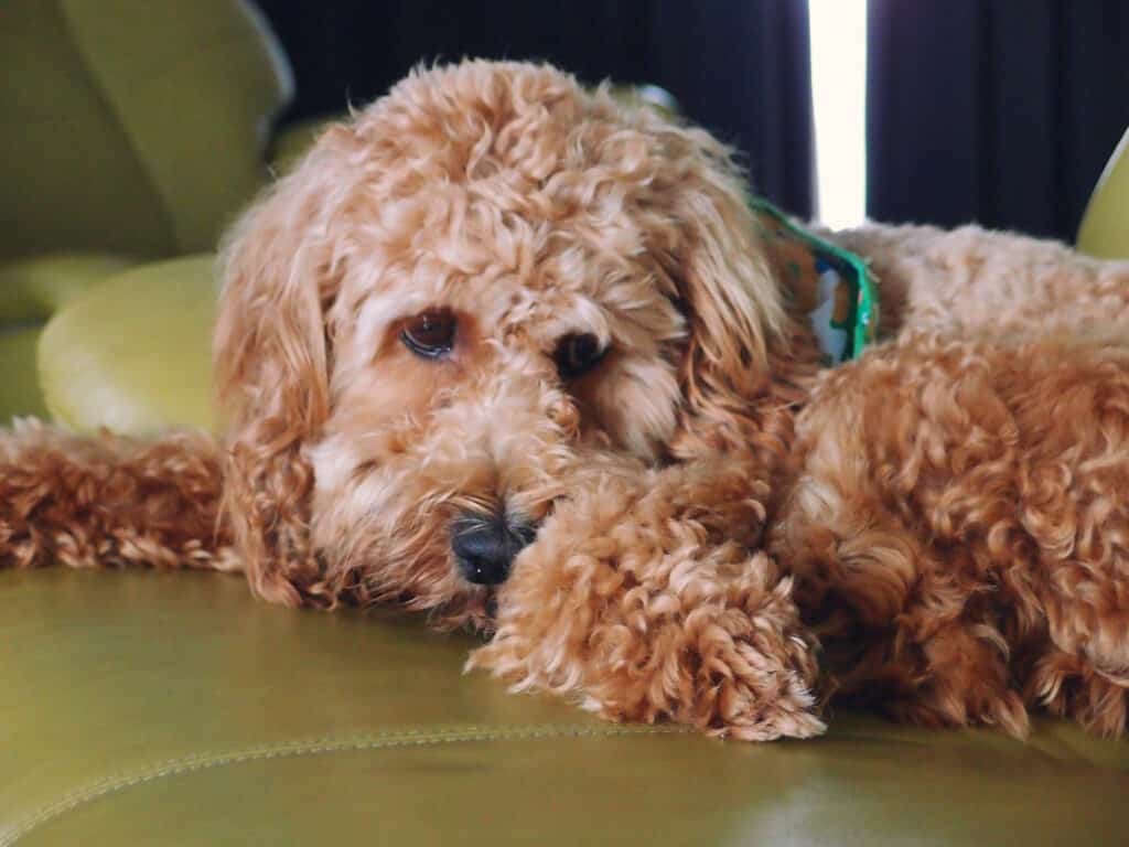 amerikaanse cocker spaniel