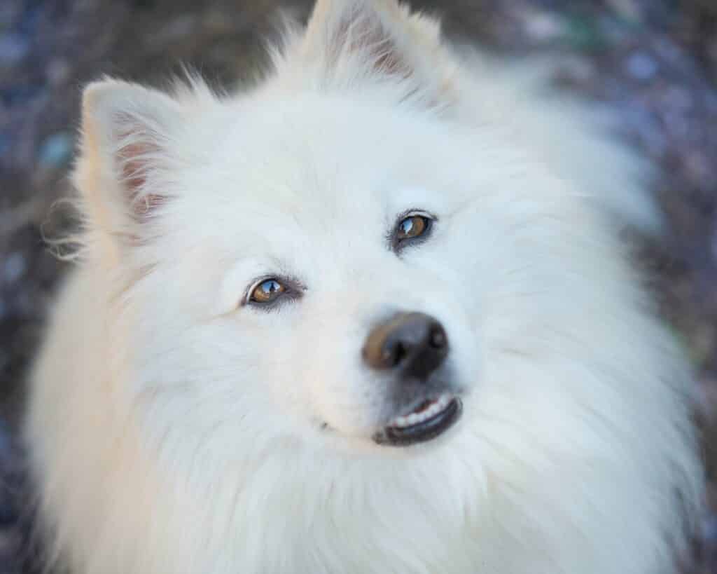 amerikaanse eskimo hond