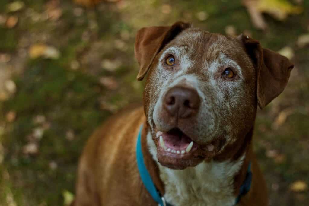 amerikaanse pitbull