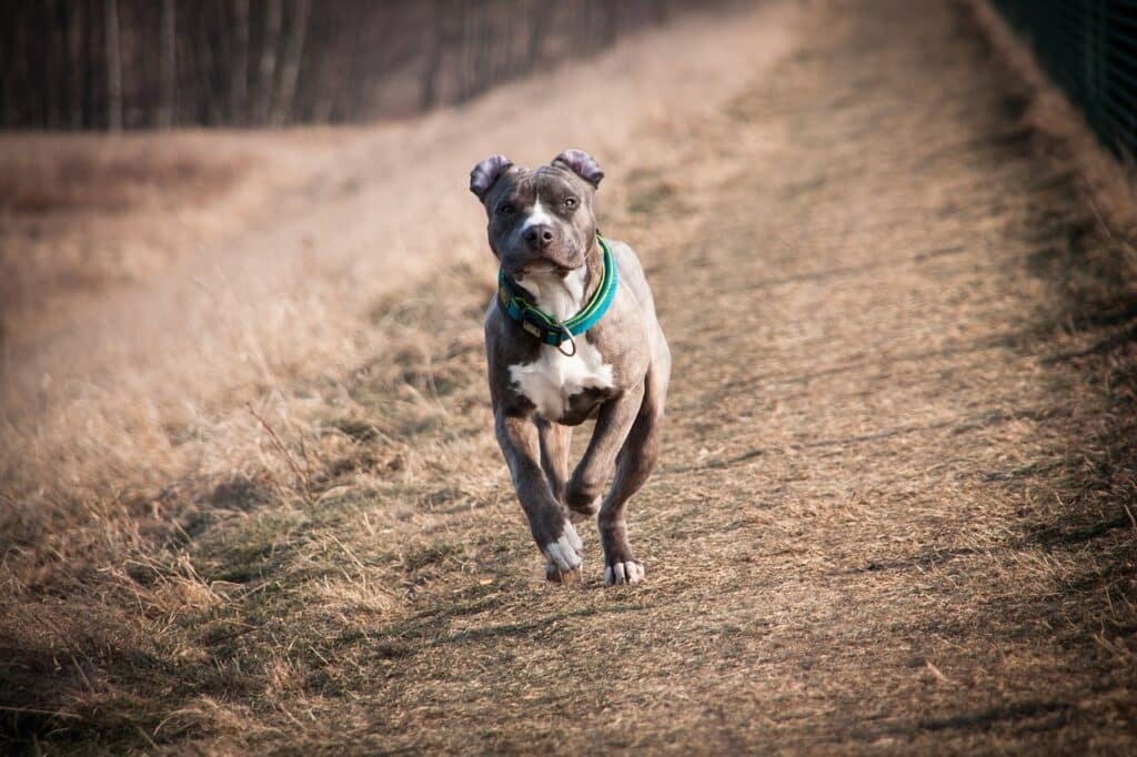 amerikaanse staffordshireterrier