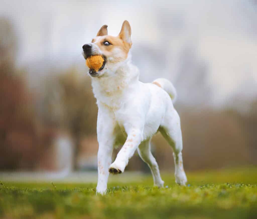 australische kelpie