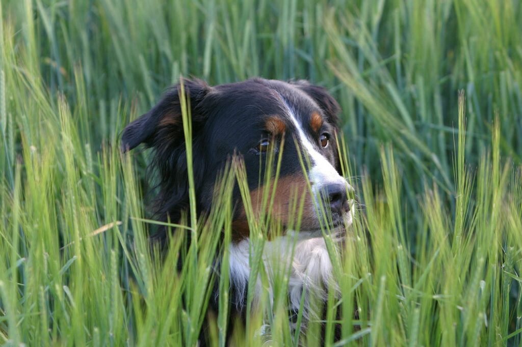 berner sennen