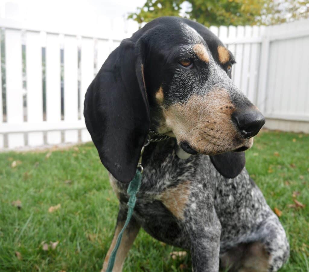 black and tan coonhound