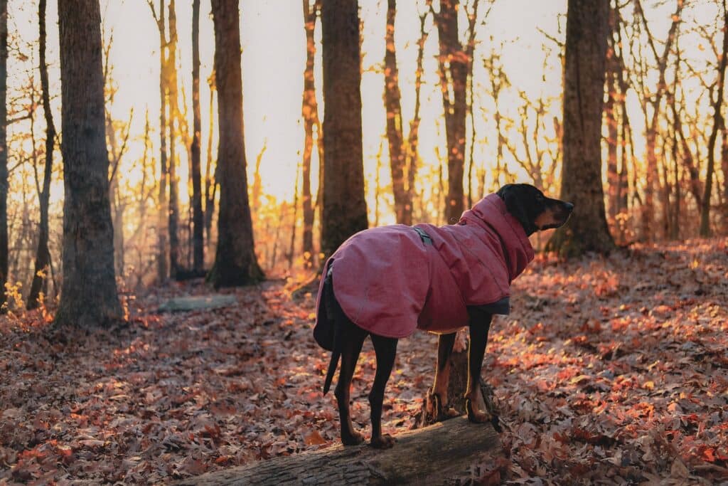 Bluetick Coonhound