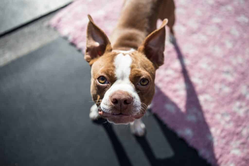 boston terrier