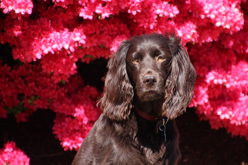 boykin spaniel