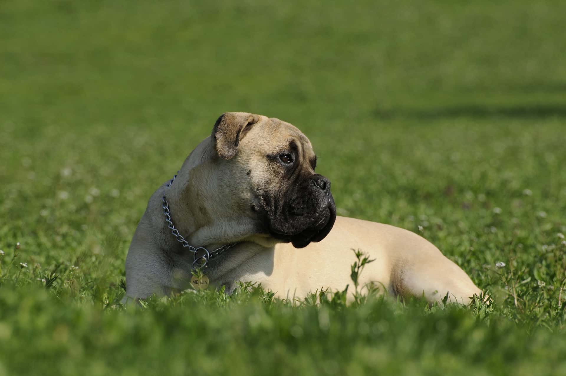 Bullmastiff Dit moet je weten Alles over honden Bullmastiff Dit moet je weten Alles over honden