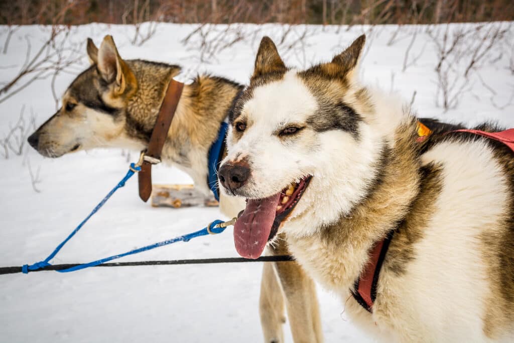 canadese eskimohond