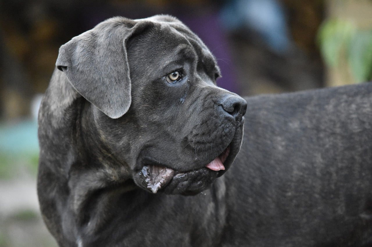 cane corso hondenras