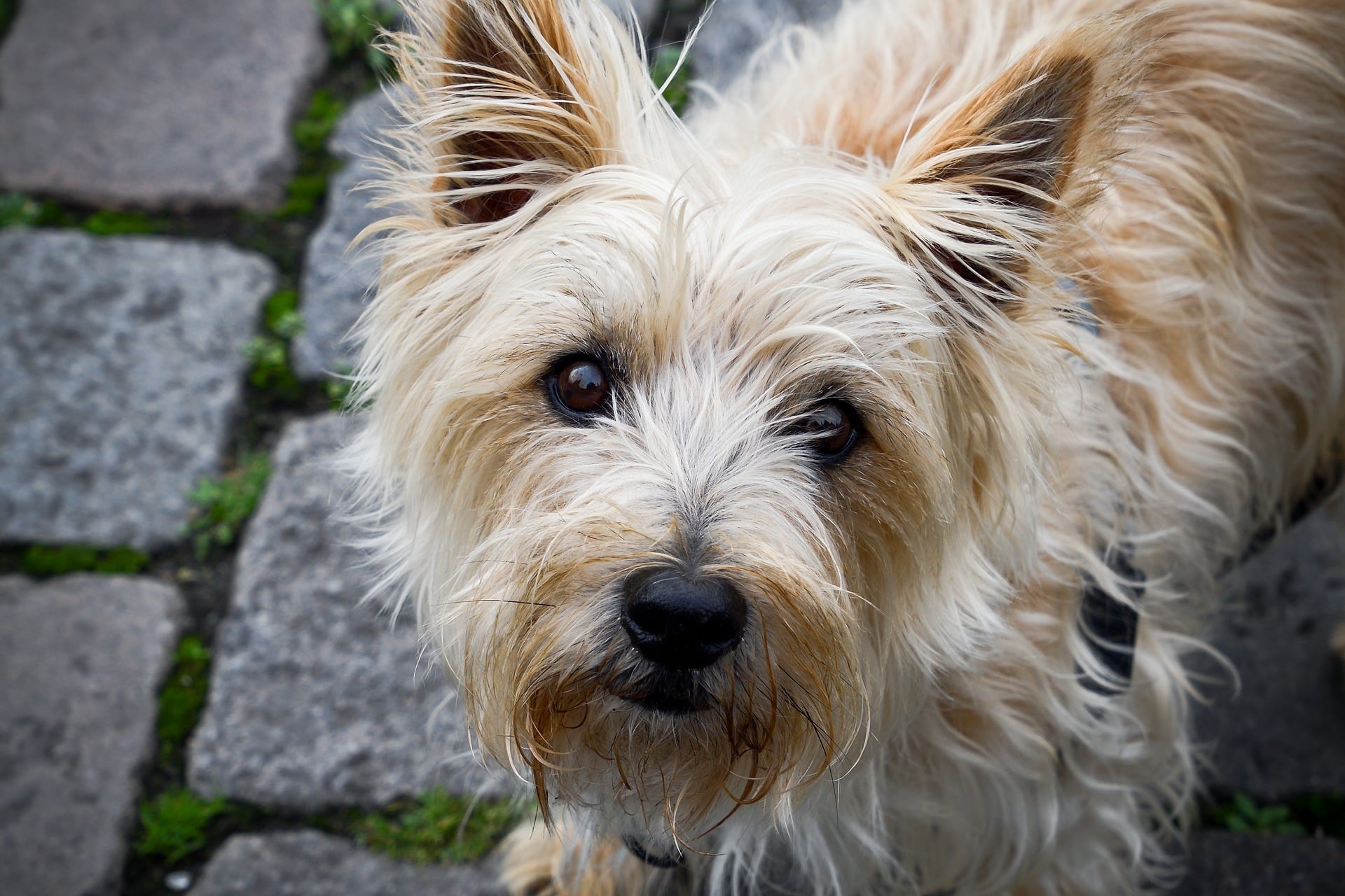 Cairn Terrier Alles over honden
