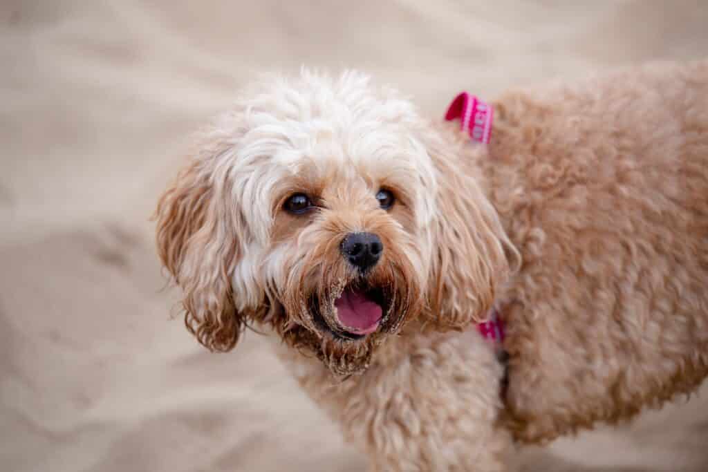 cavapoo