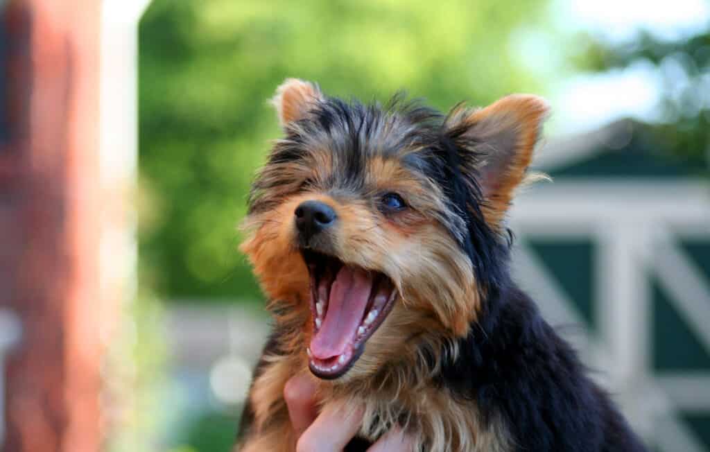 chorkie