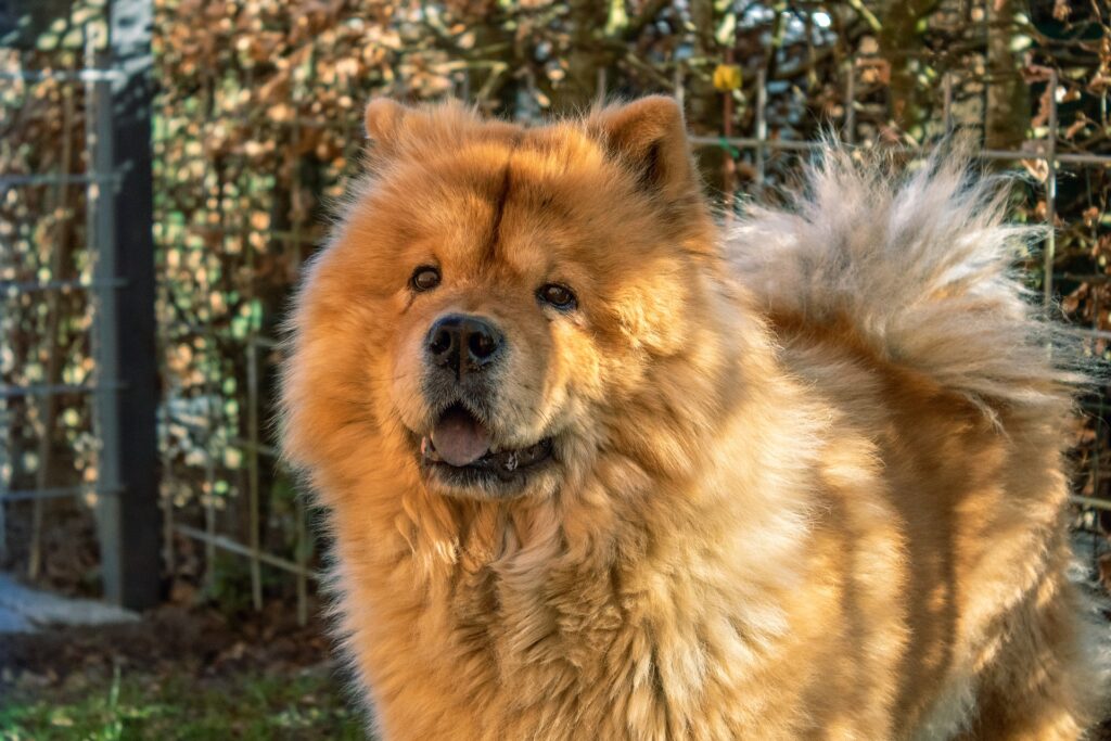 Chow chow