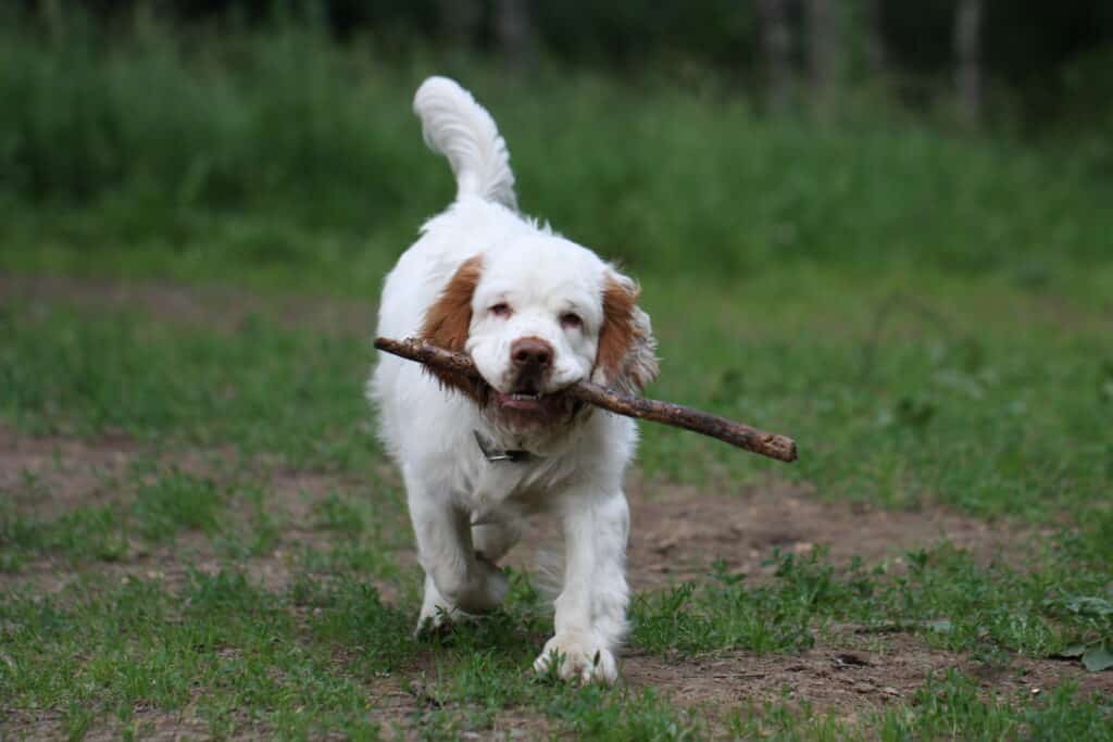 clumber spaniel