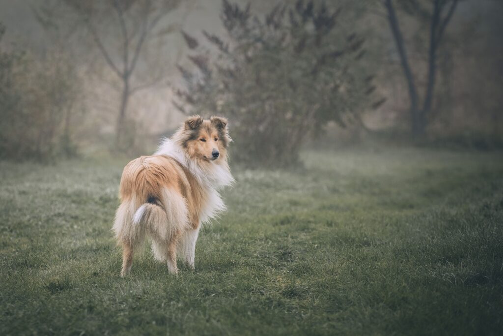 collie