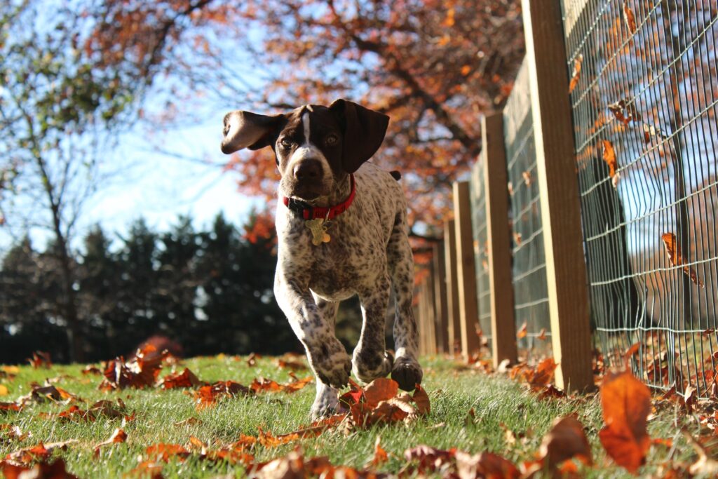 duitse kortharige pointer