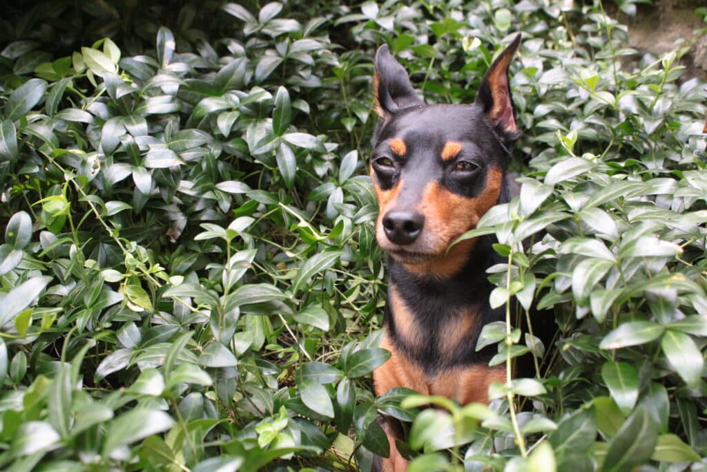 duitse pinscher