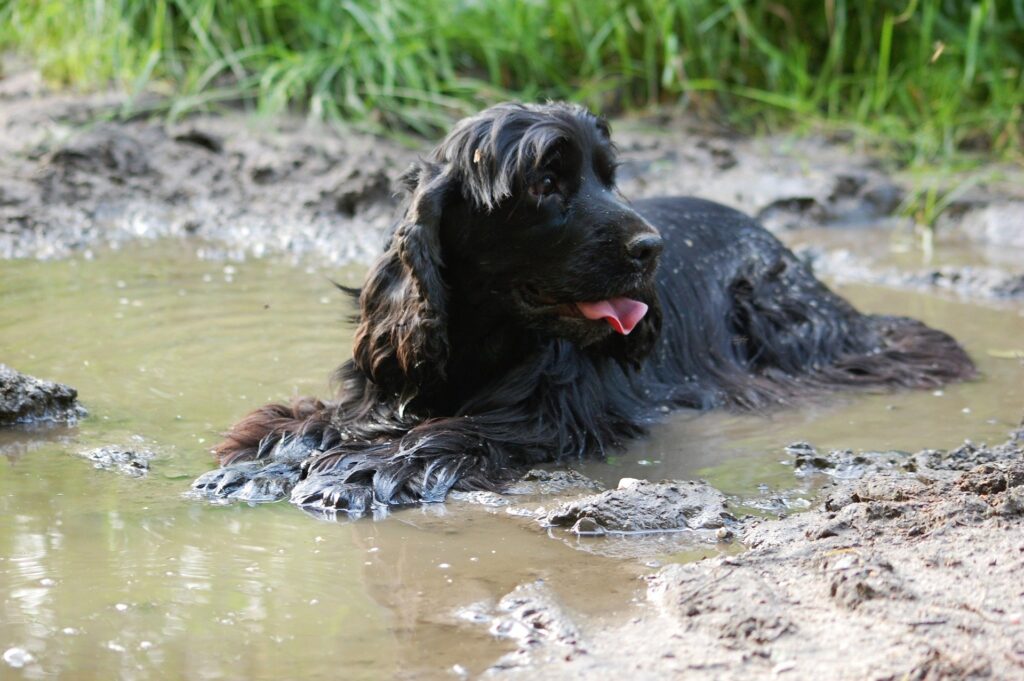 engelse cocker spaniel