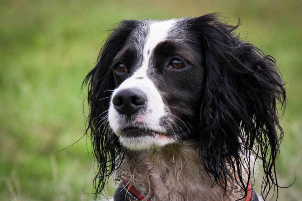 engelse springer spaniel