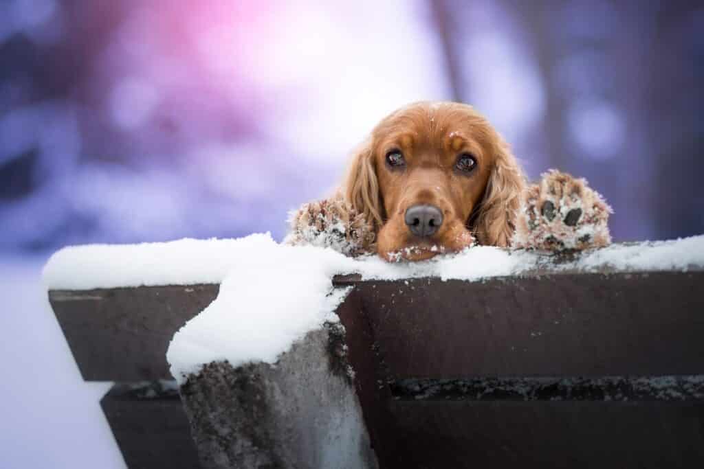 Field Spaniel