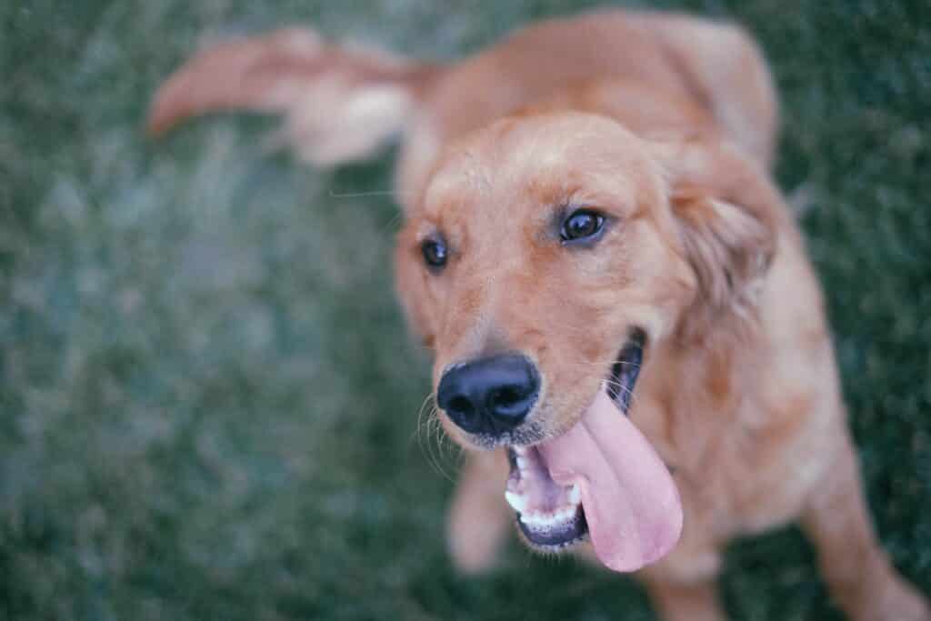 golden retriever