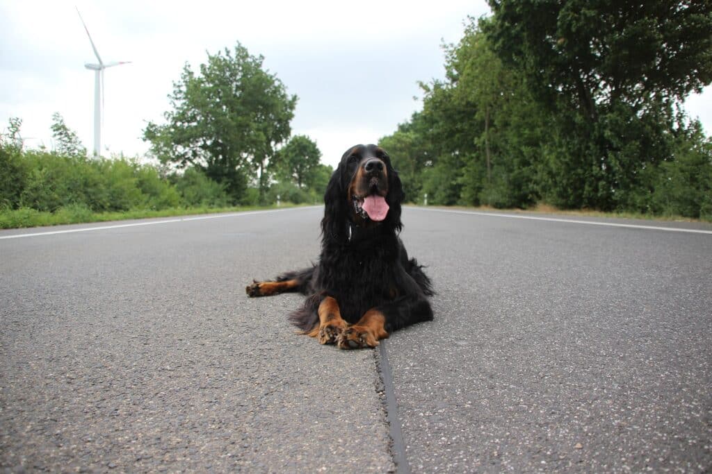 Gordon Setter