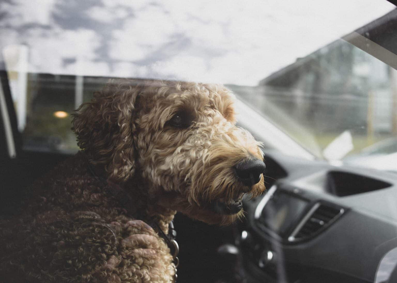 Hond veilig mee in de auto - Alles over honden