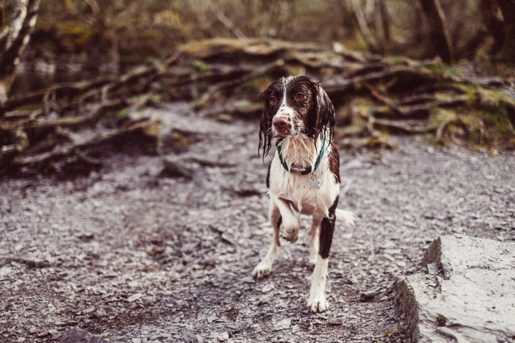 ierse waterspaniel