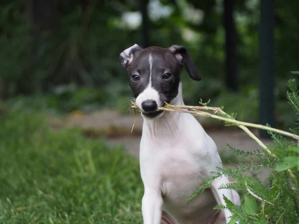 italiaanse windhond