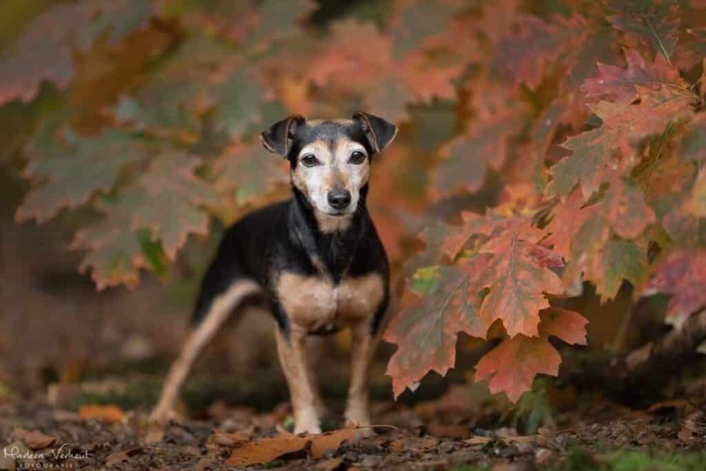 jack russel