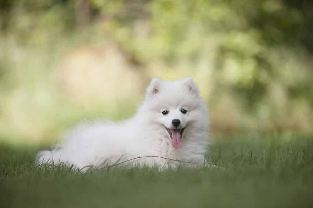 keeshond