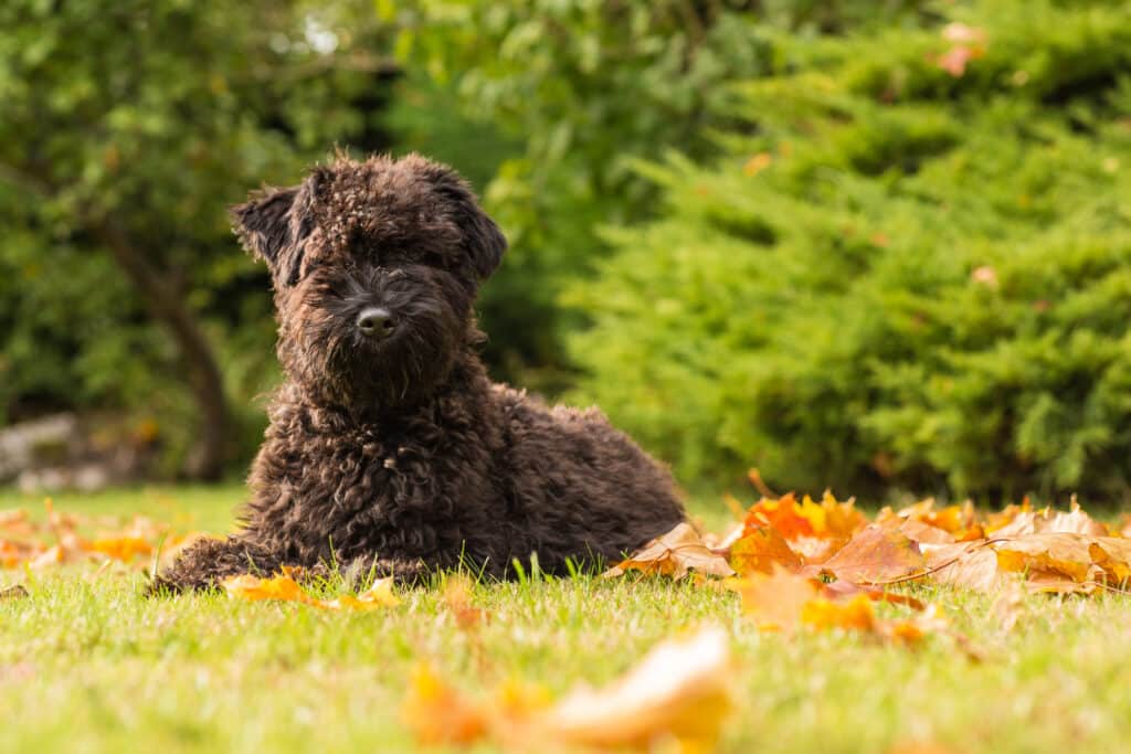 kerry blue terrier