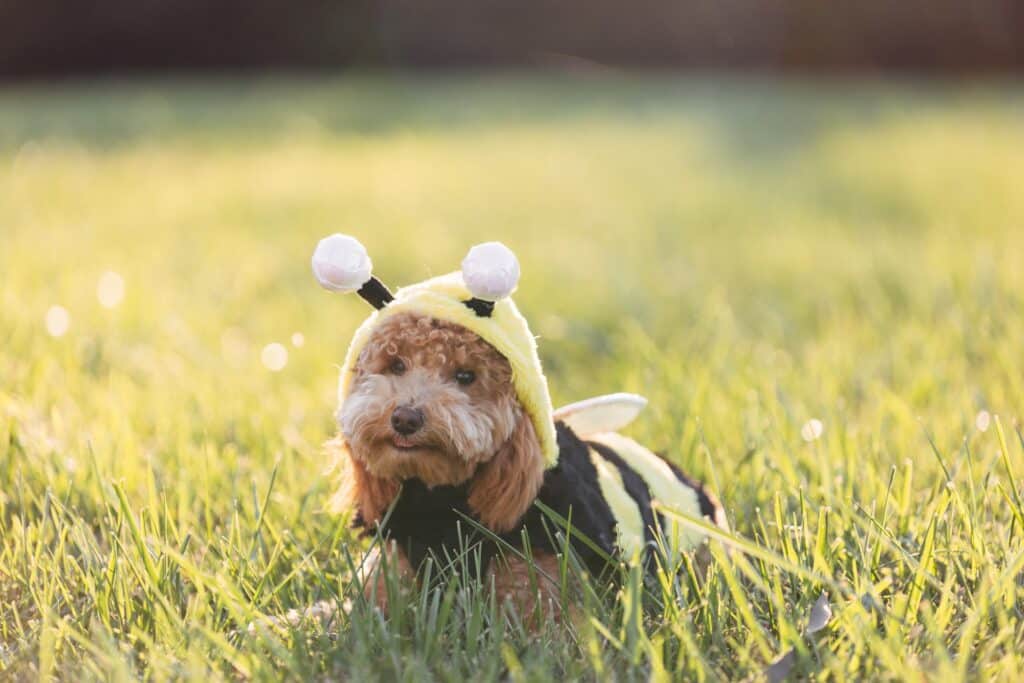 maltipoo hond