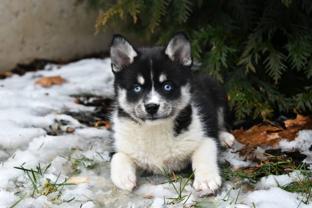 pomsky