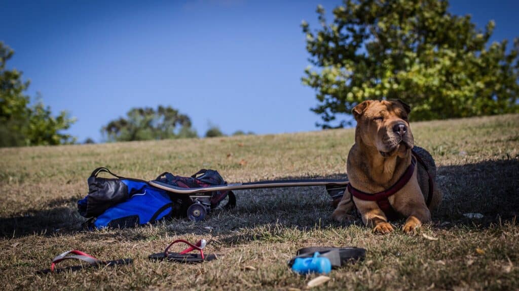 Shar Pei