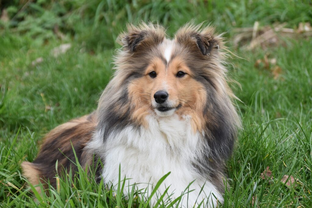 sheltie