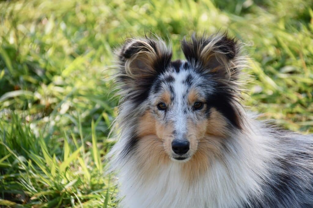 Shetland Sheepdog of Sheltie Dit moet je weten