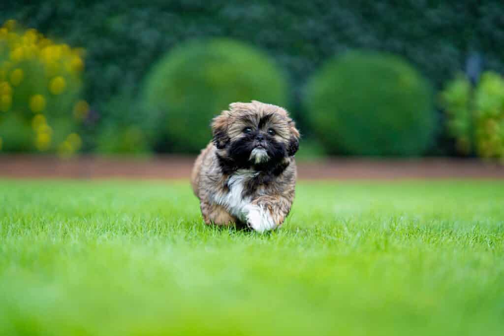 shih tzu hondenras