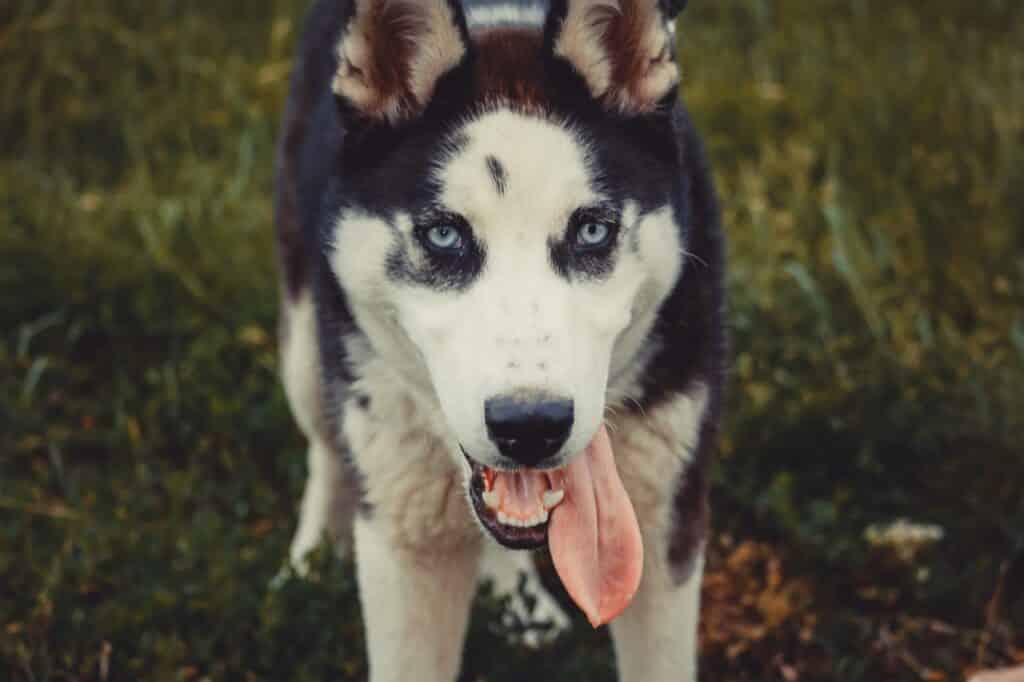 siberische husky