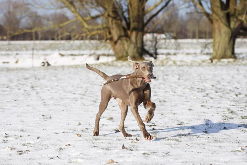 weimaraner