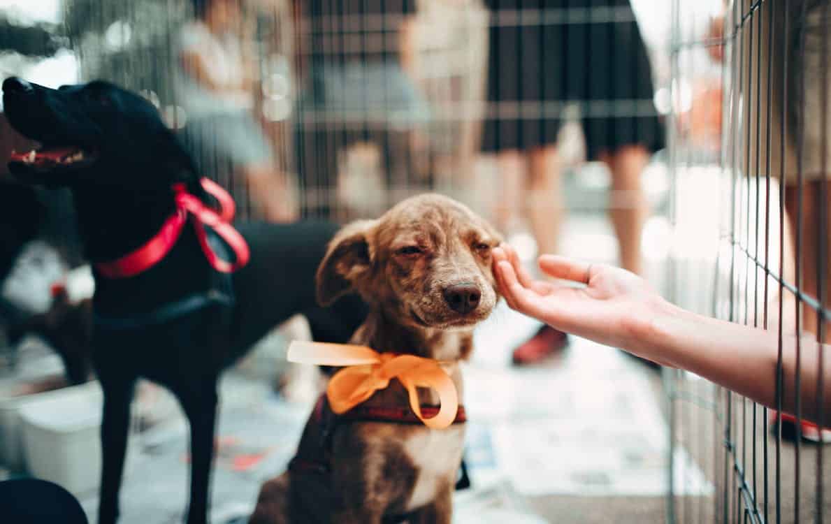 Een hond adopteren Alles over honden