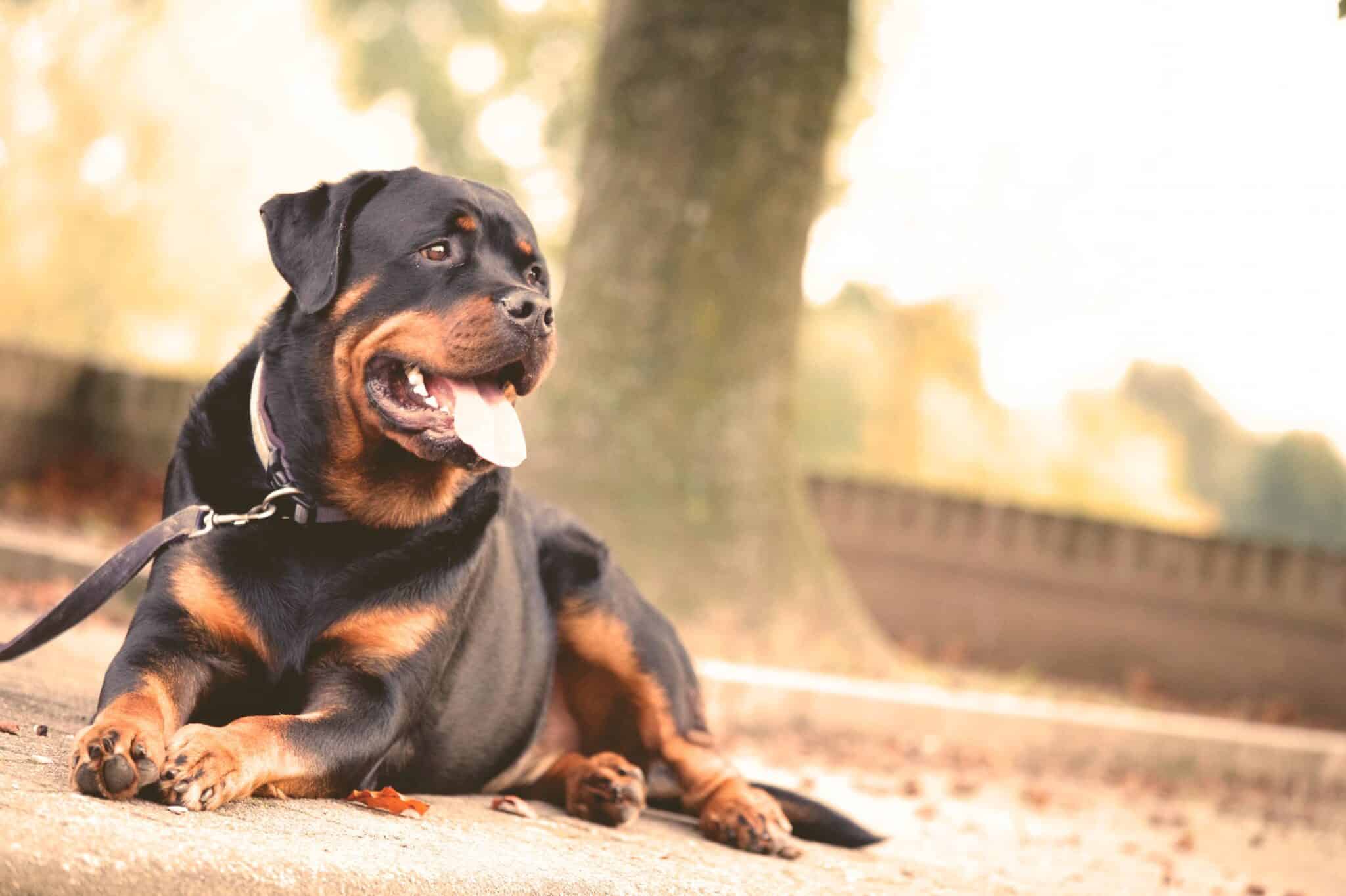 Feest Vervloekt Carrière Weke hondenriem kies je? - Alles over honden